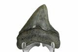 Serrated, Juvenile Megalodon Tooth - South Carolina #172101-1